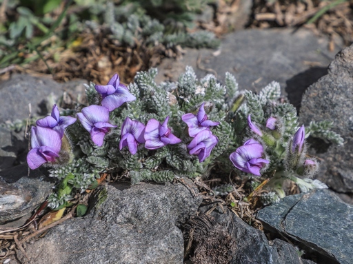 Oxytropis chionobia